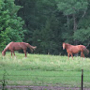 Meet your Posher, Teri